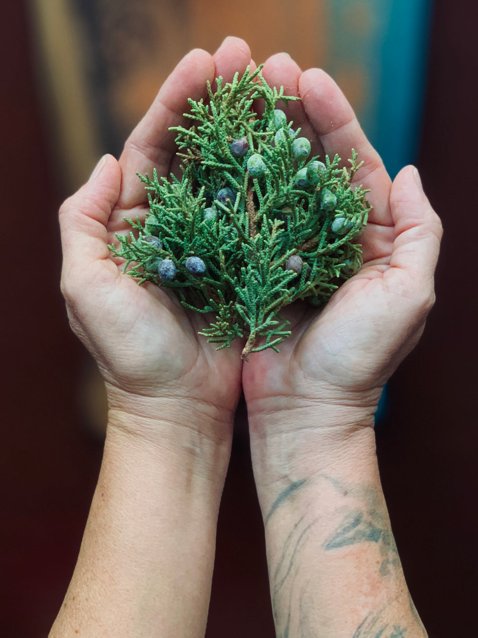 Fresh Juniper 