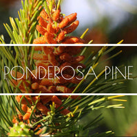Utahn Ponderosa Pine Hydrosol