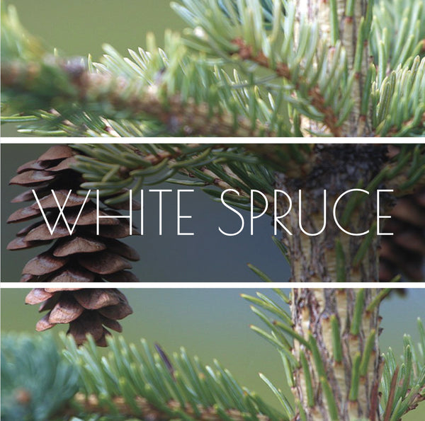 Boreal White Spruce Hydrosol